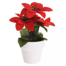 Kerstplant Rood Pot Keramiek