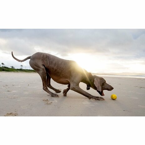 Waboba Pet Fetch Ball